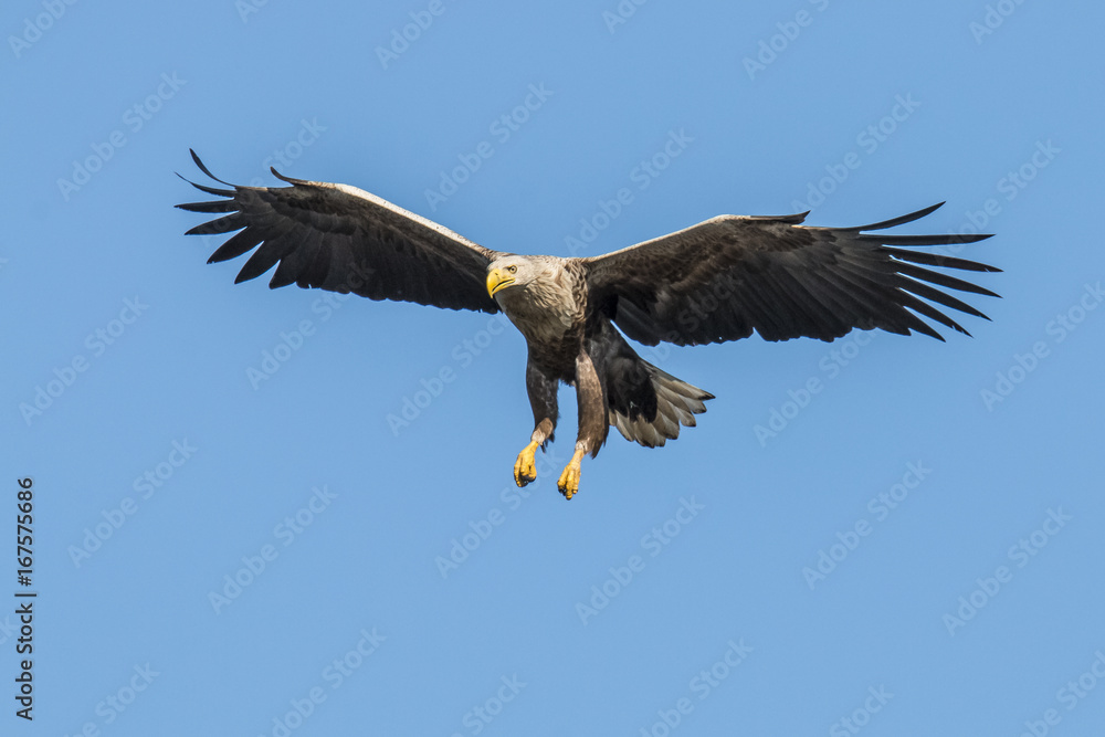 Naklejka premium White Taile Eagle