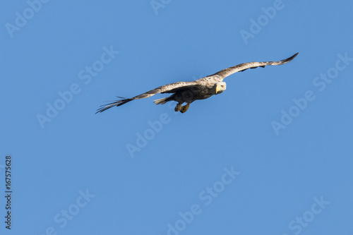 White Taile Eagle