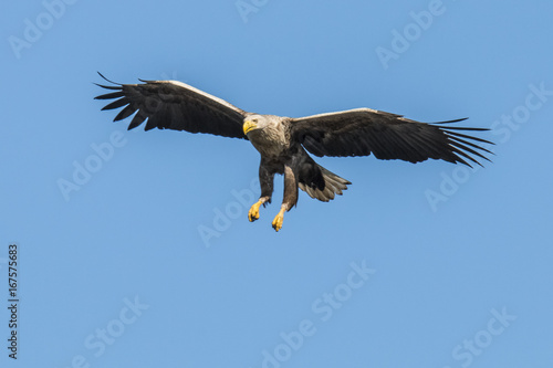White Taile Eagle © Gert Hilbink