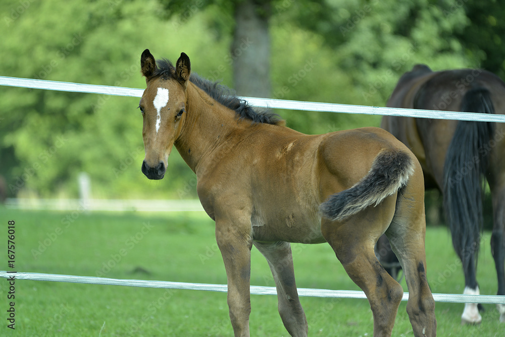 Fototapeta premium Junges Fohlen mit Mutter auf der Weide