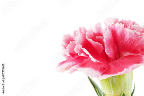 carnation flowers close up on background. photo