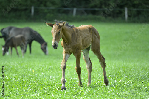 Junges Fohlen mit Mutter auf der Weide