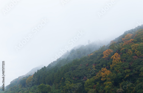 Mountain forest in autumn A dense fog covered textured background.