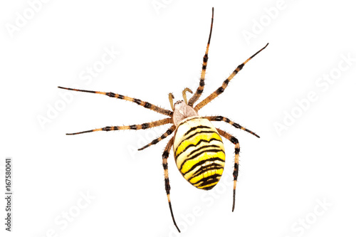 Wasp spider (Argiope bruennichi) on a white background