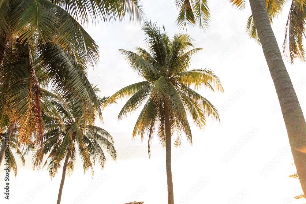 Obraz premium Coconut trees, view from below when sun rises