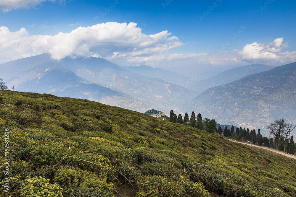 Temi Tea Garden with mountain and enormous cloud in the background in winter near Gangtok. Sikkim, India.