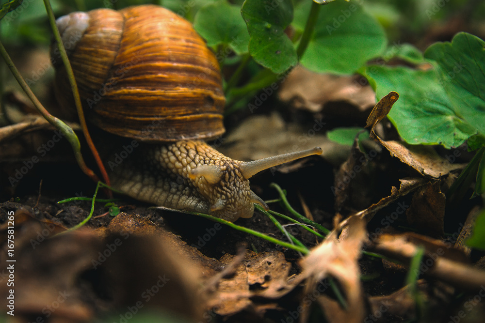 Snail Shell Horns Nature Sunny day Snail Shell Horns Nature Sunny day