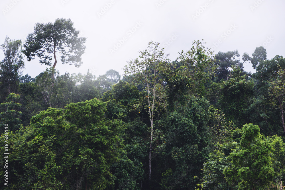 Obraz premium Rural landscape.Forest In the tropics During the rainy season. Tropical Asia Thailand