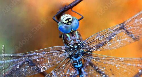 Dragonfly macro  shot © denys_kuvaiev