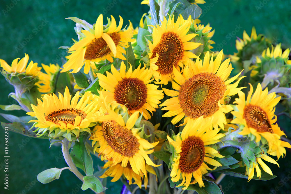 Fototapeta premium Sunflowers on the table