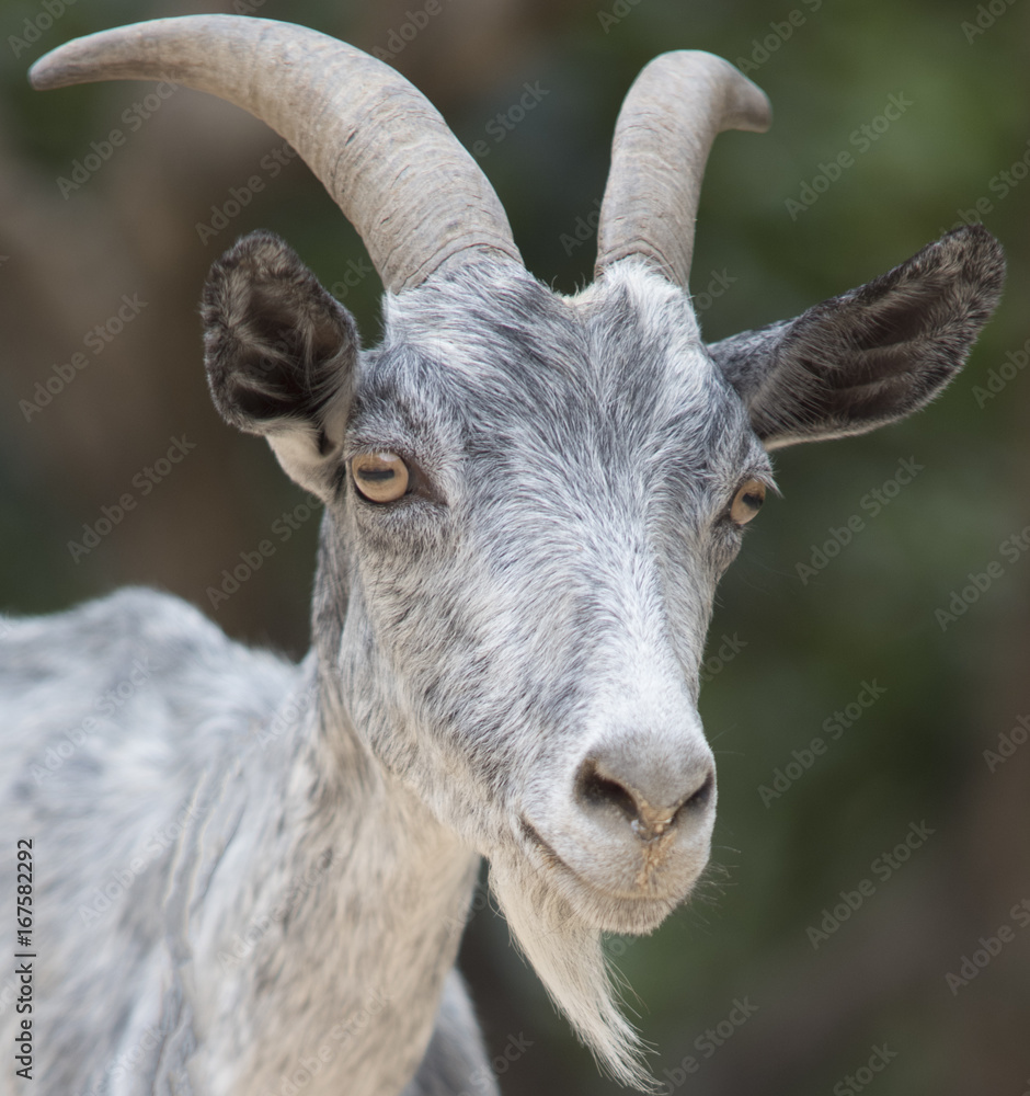 やぎの横顔 顔のアップ Stock 写真 Adobe Stock