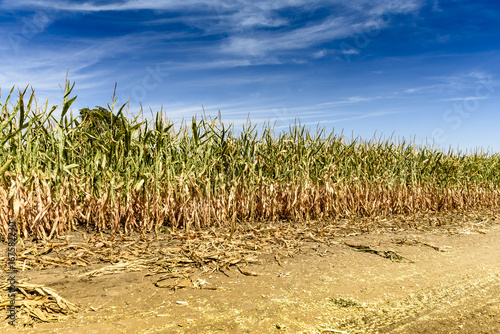 Fields of corn in the late summer