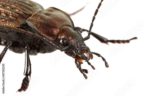 Portrait of ground beetle (Carabus ullrichii) on a white background