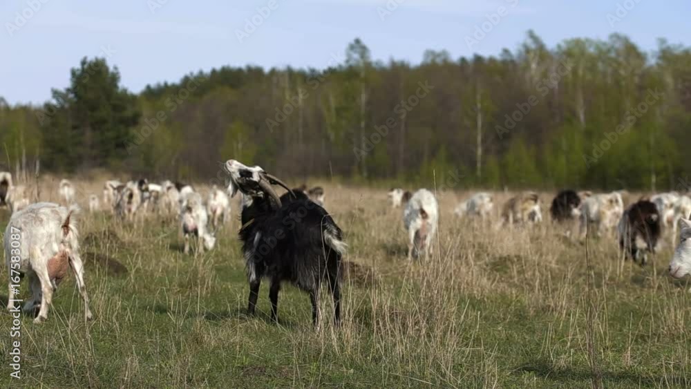 Panoramic shot of herd of goats grazing in a field. Domestic goat on the farm. Goats eats a grass Panoramic shot of herd of goats grazing in a field. Domestic goat on the farm. Goats eats a grass