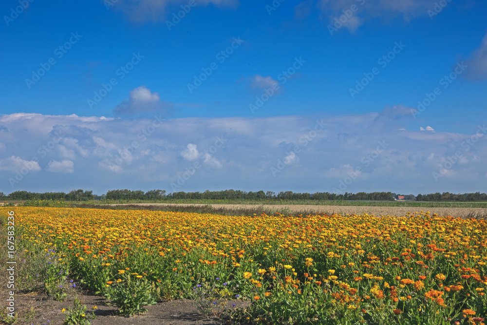 Feld mit Ringelblumen Feld mit Ringelblumen