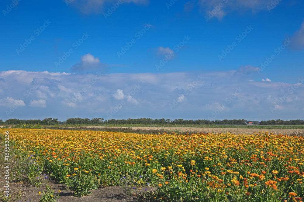 Feld mit Ringelblumen