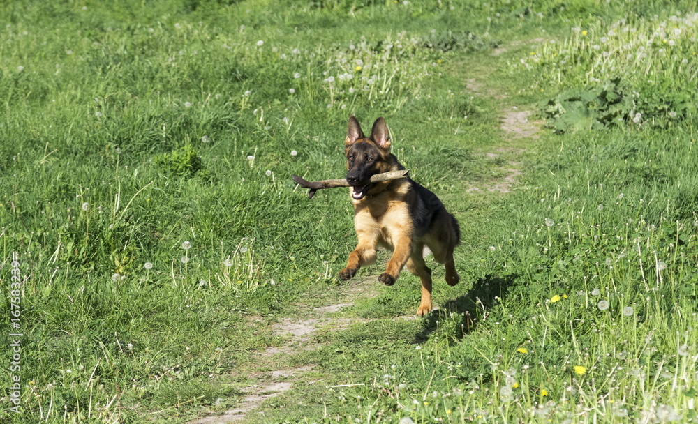 German shepherd runs in the summer park German shepherd runs in the summer park