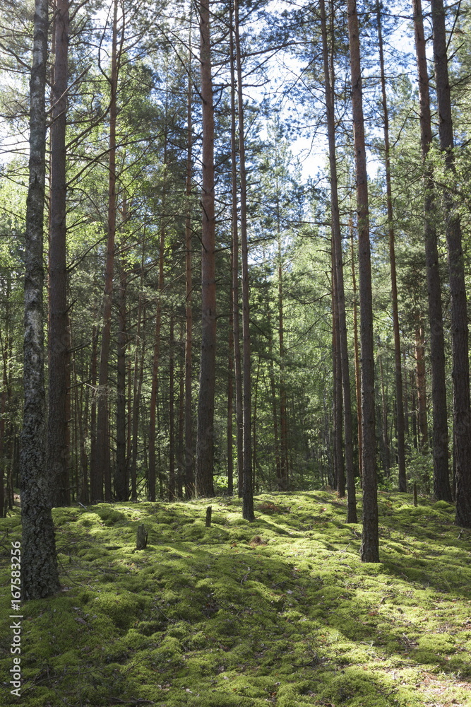 Summer forest in a midland of Europe Summer forest in a midland of Europe