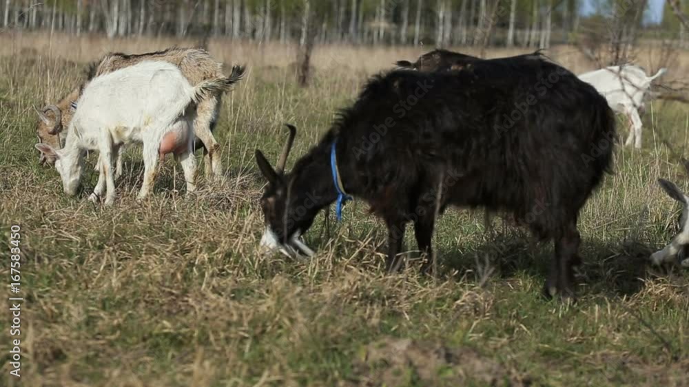 Shot of herd of goats grazing in a field. Domestic goat on the farm. Goats eat a trees and grass Shot of herd of goats grazing in a field. Domestic goat on the farm. Goats eat a trees and grass