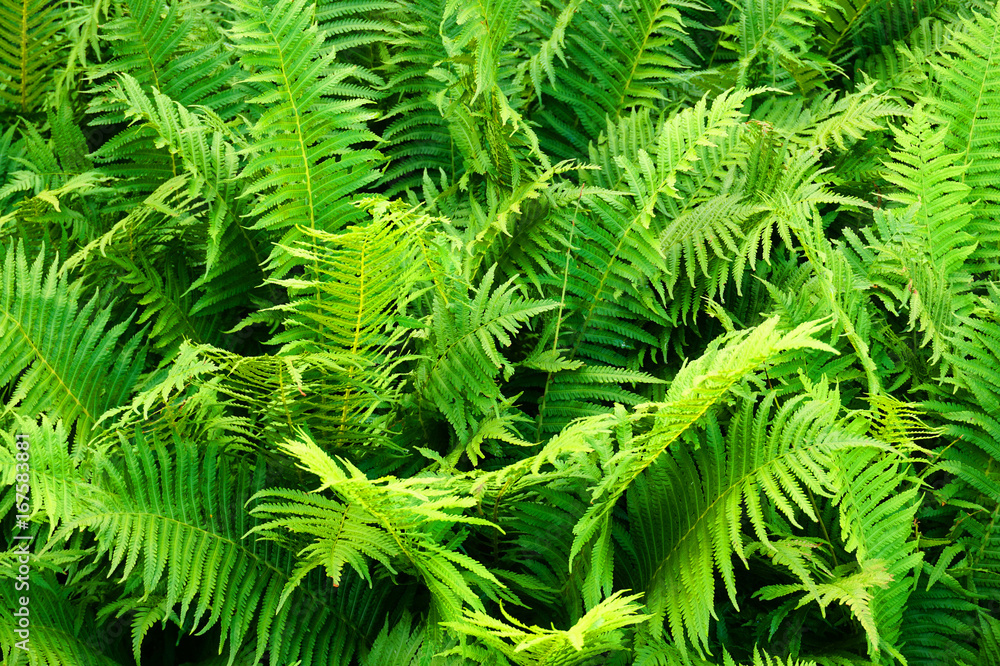 fern plant texture fern plant texture