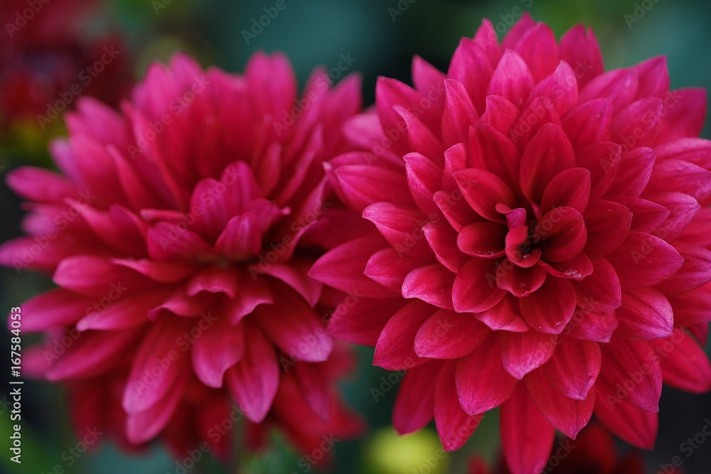 Beautiful flowers burgundy Aster in summer garden Beautiful flowers burgundy Aster in summer garden
