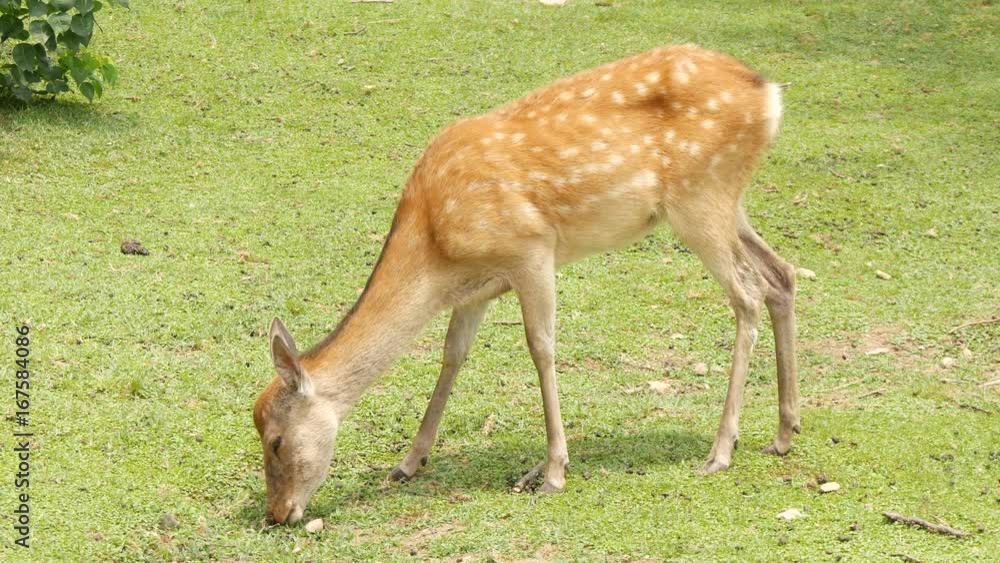 Nara deer roam in Nara park, Japan Nara deer roam in Nara park, Japan