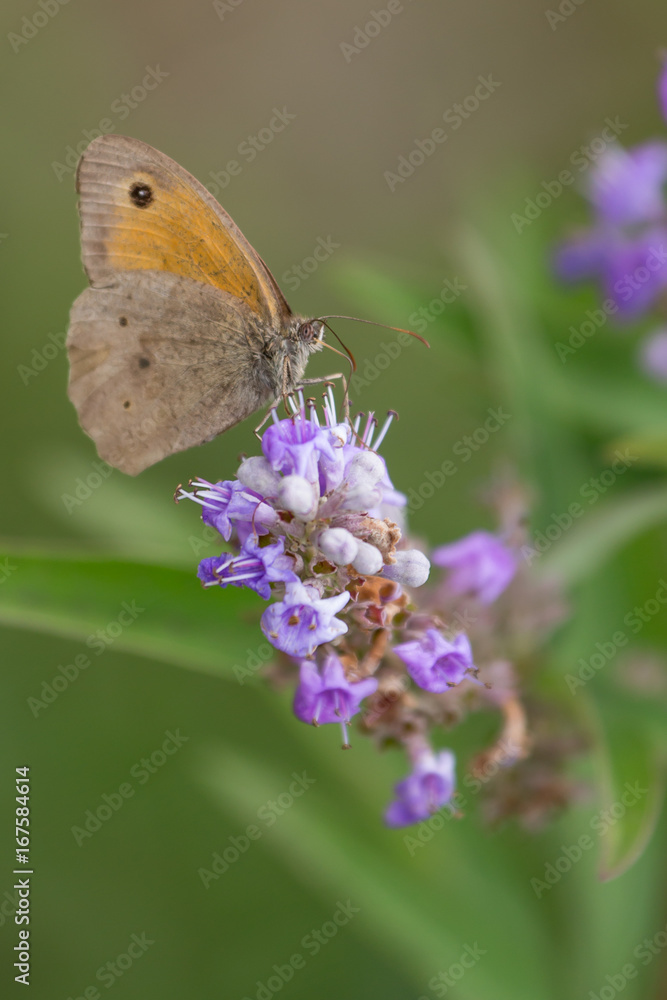 common butterfly on purple flower common butterfly on purple flower