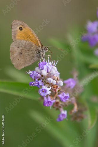 common butterfly on purple flower