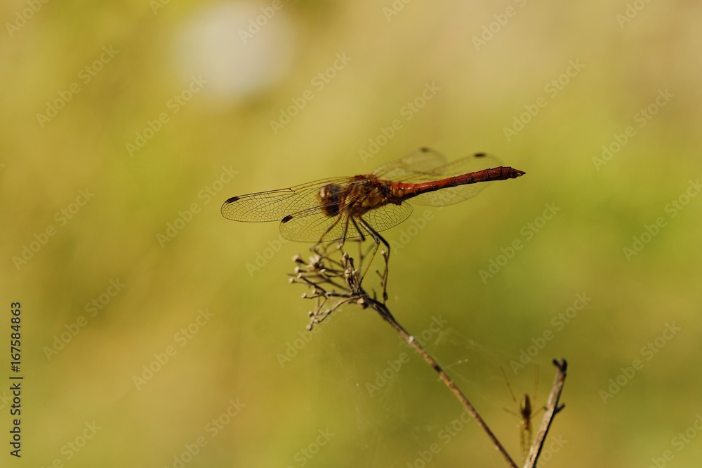 Beautiful red dragonfly on a branch in summer Beautiful red dragonfly on a branch in summer