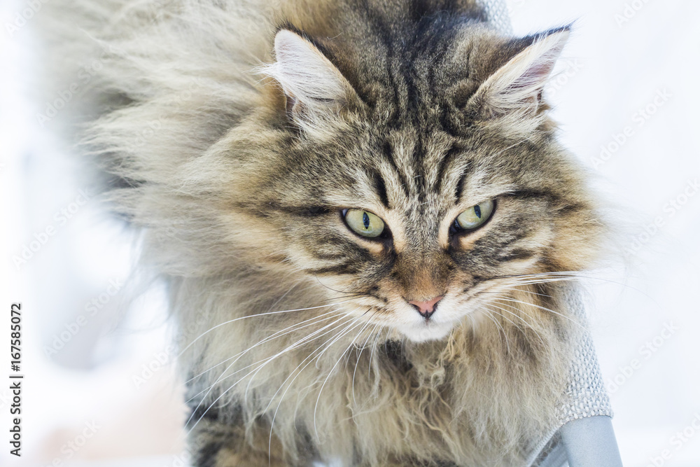 Siberian purebred cat in relax, brown color Siberian purebred cat in relax, brown color