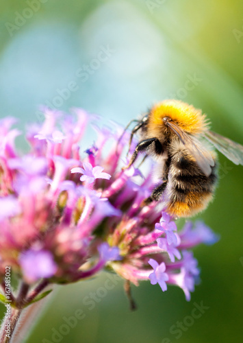 Bumblebee on a flower © Erik
