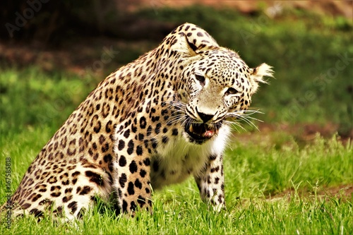 Leopard. Fressend. Kauend. © CiudadColon