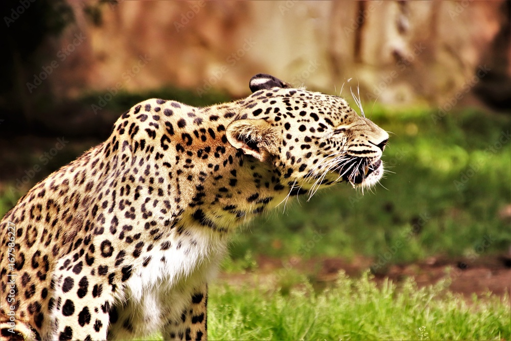 Fototapeta premium Leopard. Fressend. Kauend.