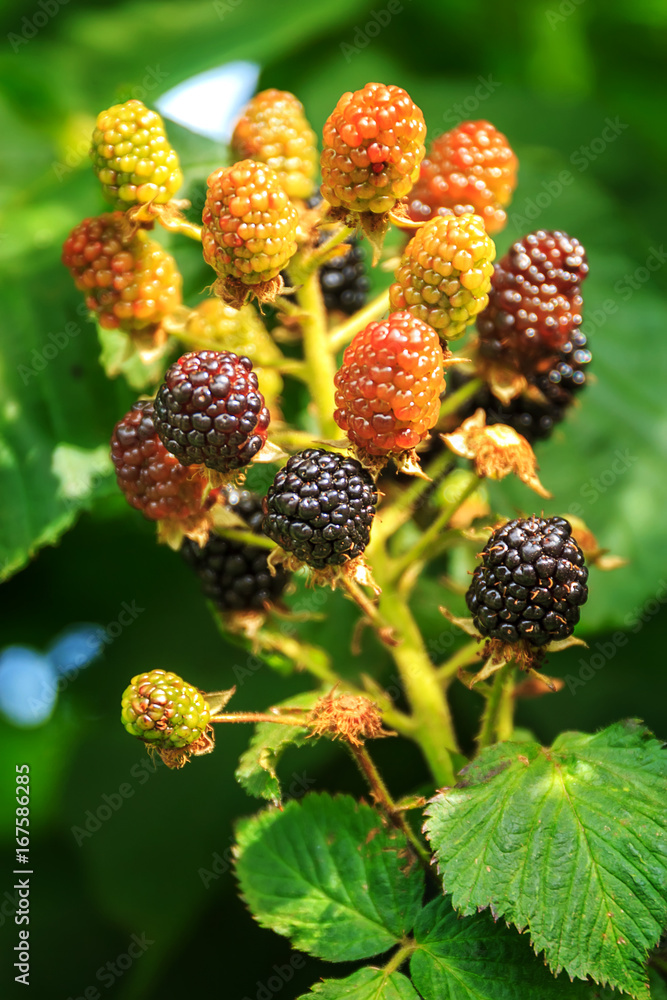 ripe and unripe blackberries on the bush with selective focus. Bunch of blackberries. ripe and unripe blackberries on the bush with selective focus. Bunch of blackberries.