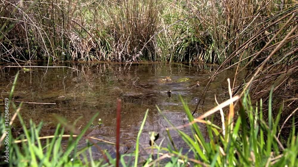 Ranas en Ceremonia de Apareamiento en una Charca
