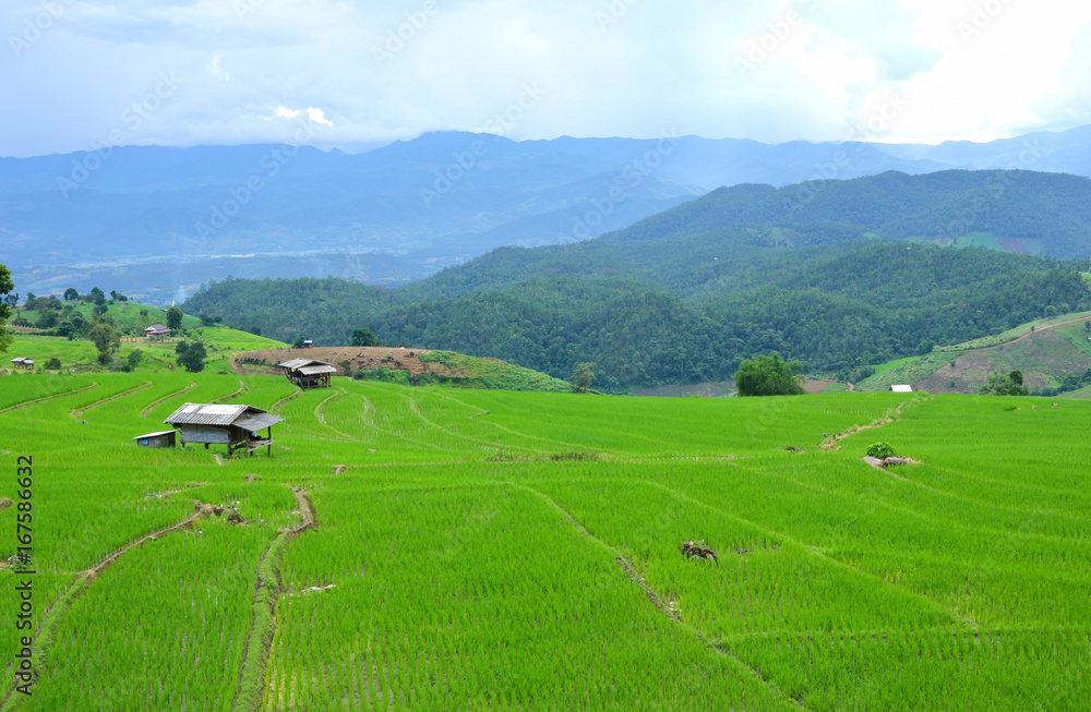 Rice terraced field in Baan Pa Bong Piang, Chiangmai, Thailand
