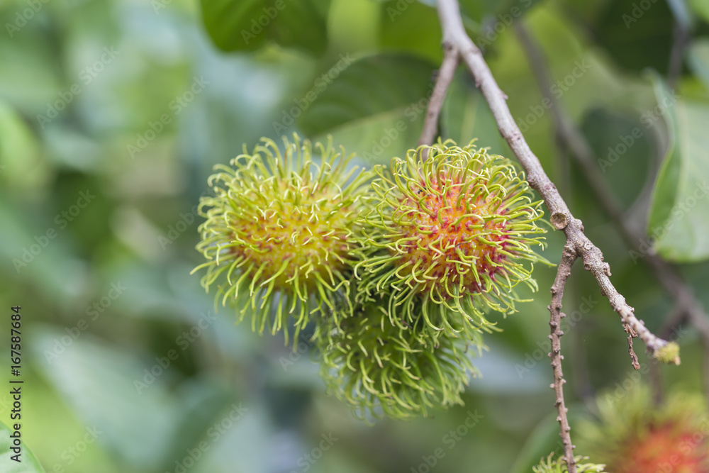 rambutan fruit with green hair on the tree.