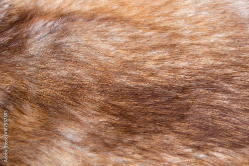 Fur brown texture