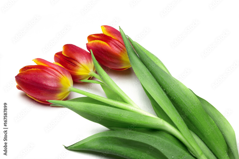 Bouquet of red tulips, isolated on white Bouquet of red tulips, isolated on white