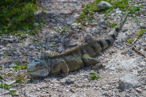 Amazing look at an iguana posing in thick rock and green grass.