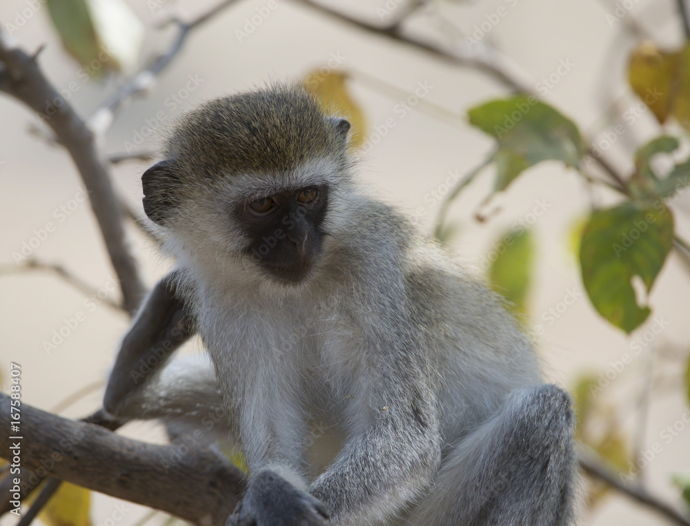 Fototapeta premium Vervet monkey, sitting on branch with arms folded over legs, looking right with green foliage in background. Tarangire National Park, Tanzania, Africa