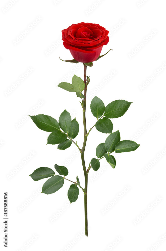 Obraz premium Red rose in full depth of field. Detailed retouch.