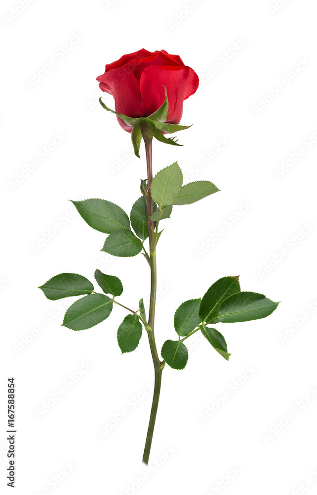 Red rose in full depth of field. Detailed retouch. Red rose in full depth of field. Detailed retouch.