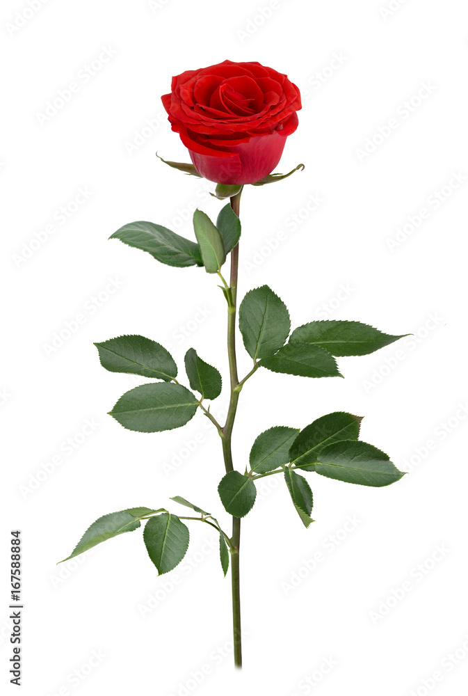 Red rose in full depth of field. Detailed retouch. Red rose in full depth of field. Detailed retouch.