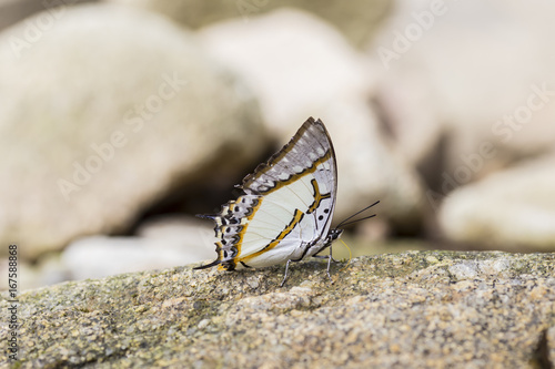 Beautiful butterfly  on stone in garden