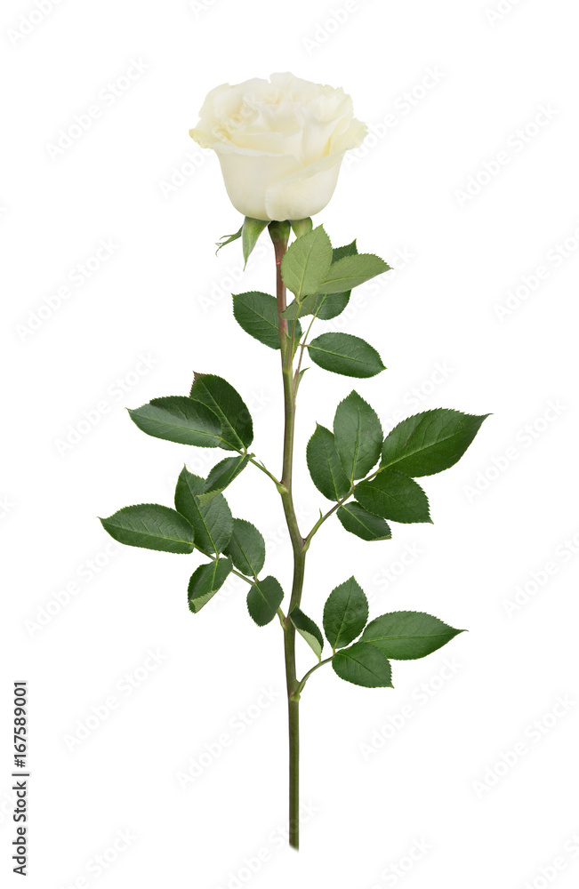 Obraz premium White rose in full depth of field. Detailed retouch.