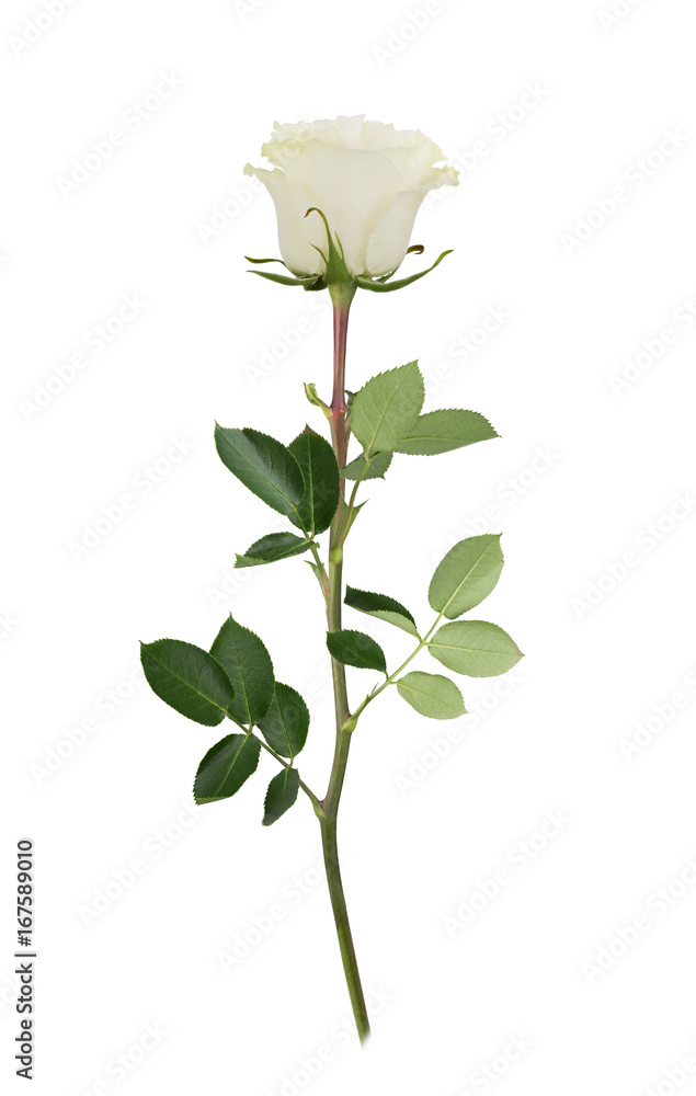 Naklejka premium White rose in full depth of field. Detailed retouch.