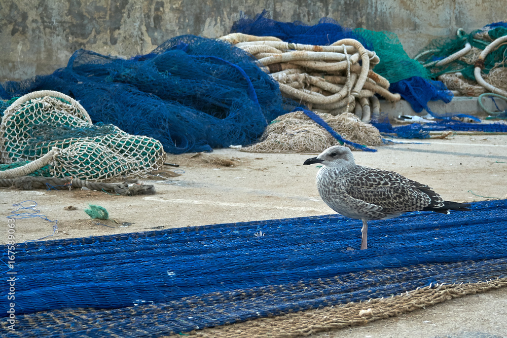 Fototapeta premium Young seagull standing on the fishers net