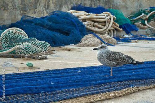Obraz na płótnie Young seagull standing on the fishers net