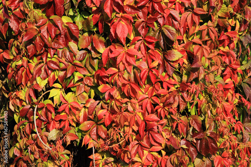 autumn color leaves texture